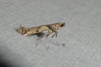 Caloptilia honoratella