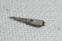 Epermenia