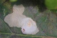Tischeria ekebladella