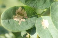 Parectopa robiniella