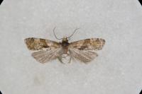 Gynnidomorpha alismana