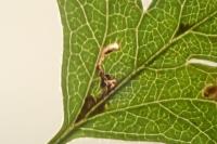 Bucculatrix bechsteinella