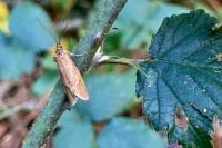Diurnea lipsiella