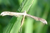 Stenoptilia