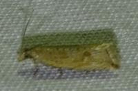 Bactra