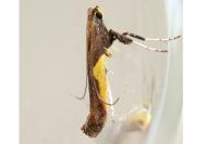 Caloptilia