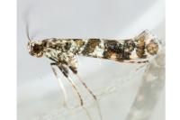 Gracillaria syringella