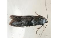 Blastobasis glandulella