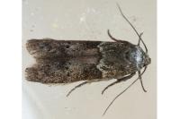 Blastobasis glandulella