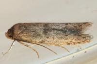 Blastobasis