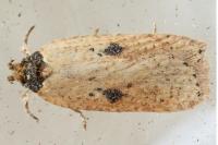 Agonopterix subpropinquella