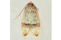 Odites kollarella