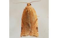 Paramesia gnomana