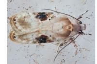 Agonopterix alstroemeriana