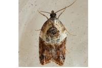 Acleris variegana