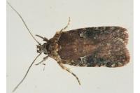 Agonopterix purpurea