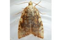 Aleimma loeflingiana