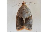 Clepsis dumicolana