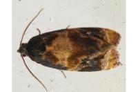 Ditula angustiorana