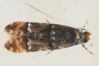 Stenoptinea cyaneimarmorella