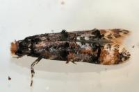 Stenoptinea cyaneimarmorella