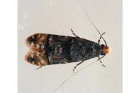 Stenoptinea cyaneimarmorella