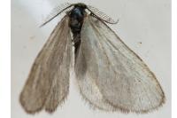 Rebelia plumella surientella