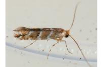 Cameraria ohridella