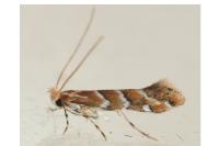 Cameraria ohridella