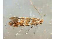 Cameraria ohridella