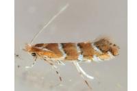 Cameraria ohridella
