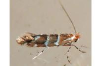 Cameraria ohridella