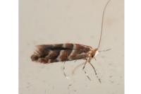 Cameraria ohridella