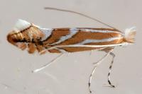 Phyllonorycter