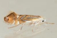 Phyllonorycter
