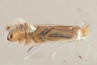 Phyllonorycter