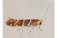 Cameraria ohridella