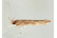 Pyroderces argyrogrammos