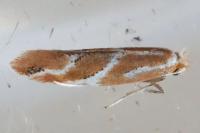 Phyllonorycter millierella