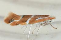 Phyllonorycter millierella