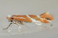 Phyllonorycter millierella