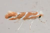 Phyllonorycter millierella