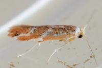Phyllonorycter millierella
