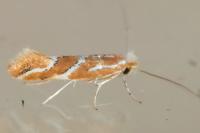 Phyllonorycter millierella