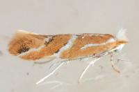 Phyllonorycter millierella