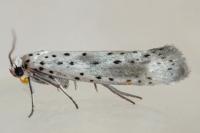 Yponomeuta irrorella