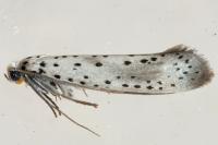 Yponomeuta irrorella