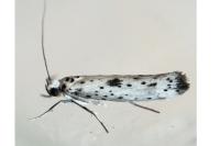 Yponomeuta plumbella