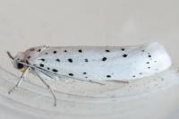 Yponomeuta