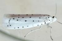 Yponomeuta